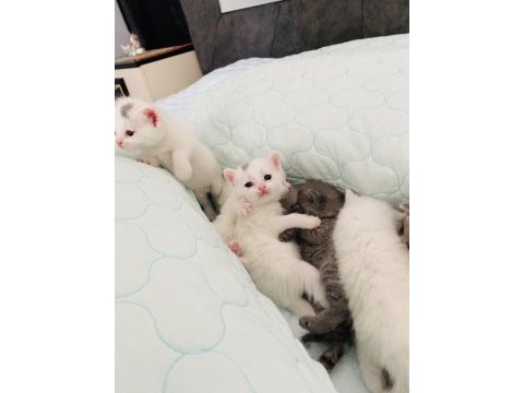 Kar beyazı british shorthair