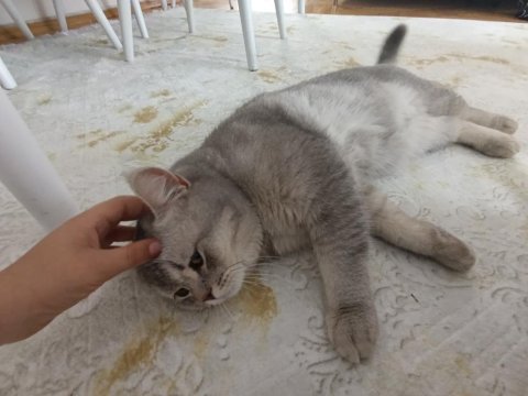 Kedimiz ateş yuva arıyor
