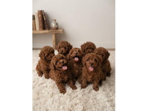 Toy poodle köpekleri