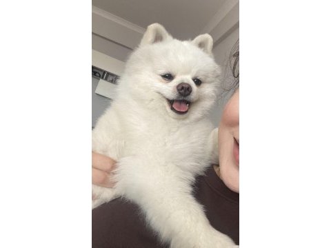 Erkek pomeranian