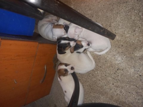 Safkan yavrular jack russell