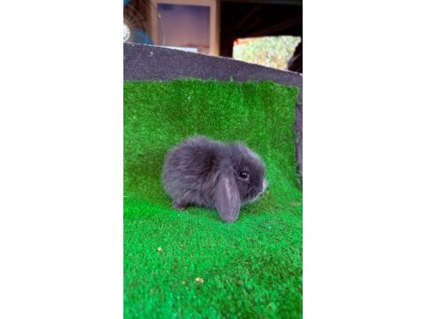 Safkan hollanda lop ve cüce tavşan yavrular
