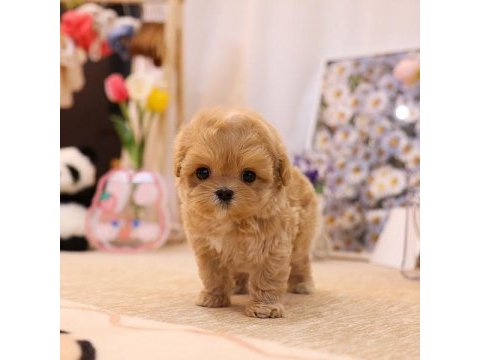 İstanbul kapıda ödemeli maltipoo bebeklerim