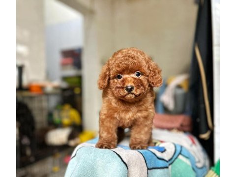 En sevimli toy poodle yavruları