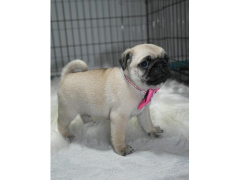 Pug mops yavrularımız a kalite