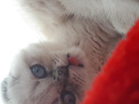 3 aylık scottish fold kedisi