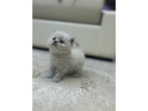 Mavi gözlü yavru british longhair