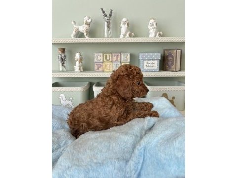 Safkan toy poodle yavrularımız