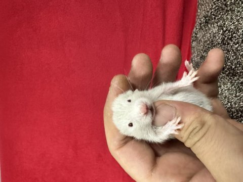 Yavru suriye hamster