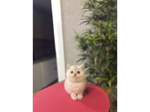 Brıtısh shorthair yavrularım 