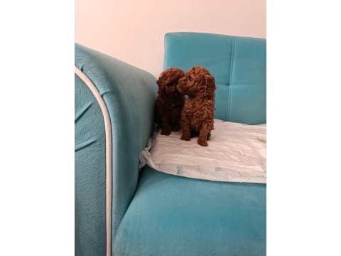 Poodle yeni yuvalarını arıyorlar