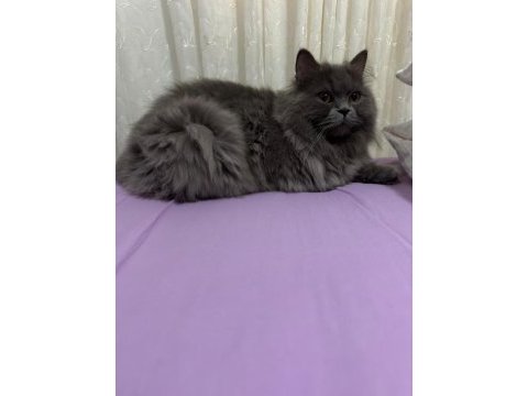 Tüm aşıları ve cipli british shorthair