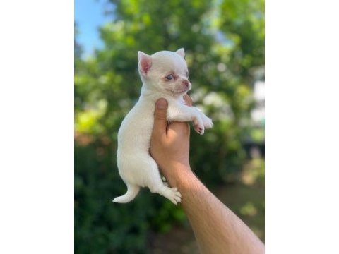 A+ white elma kafa şivava bebek