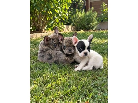 Mükemmel french bulldog yavrular