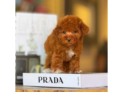 Birbirinden güzel toy poodle bebeklerimiz