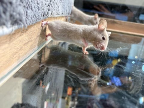 Rengarenk hamster minişler