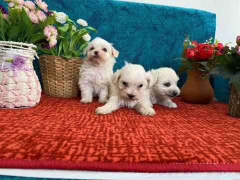 Sevimli bebekler maltese