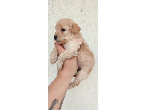 Poodle kayısının en tatlı tadı