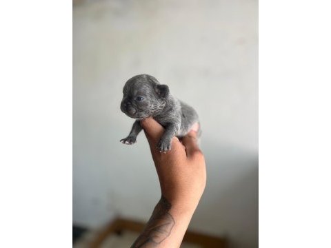 Exotic french bulldog yavrularım rezerveye açıktır