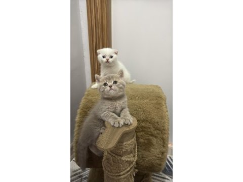 Yakışıklı british shorthair prenslerim
