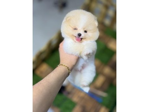 Tecup pomeranian boo yavrular