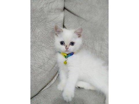British longhair acil ilan