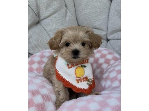 Baby face yüz yapılı maltipoo yavrular