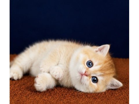 British shorthair ve longhair golden yavrular