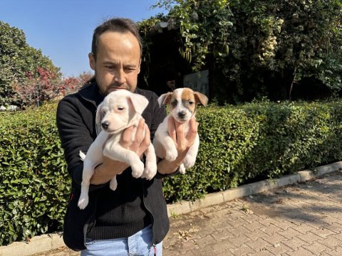 Jack russell yavru köpeklerimiz