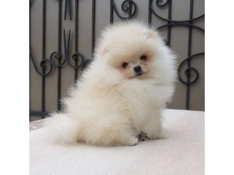 Üst kalite pomeranian ayı surat yavrularımız