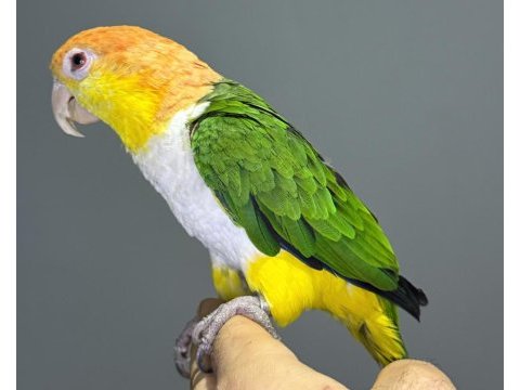 Maskot dans eden evcil oyuncu caique papağanı