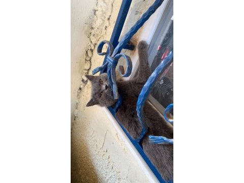 Güzel british shorthair