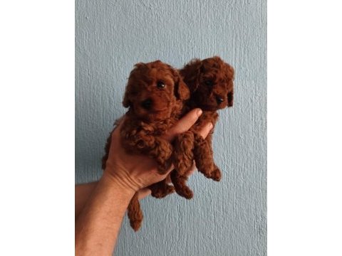 Kore red brown poodle yavrular