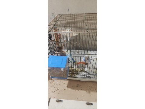 Hazır kurulu muhabbet kuşu takım açıklamayı oku