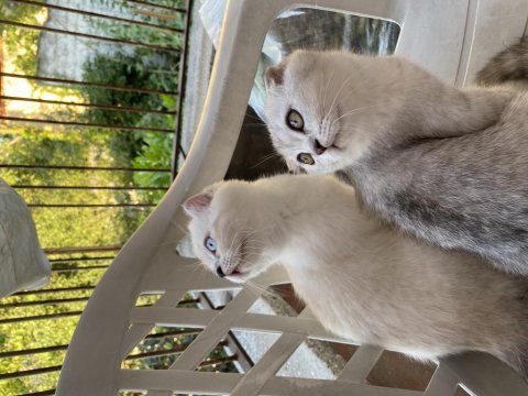 Scottish fold iki kardeş