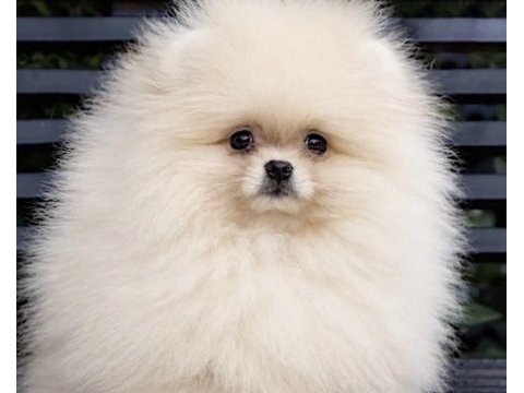 Pomeranian boo sağlıklı