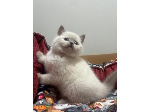 Blue point british shorthair