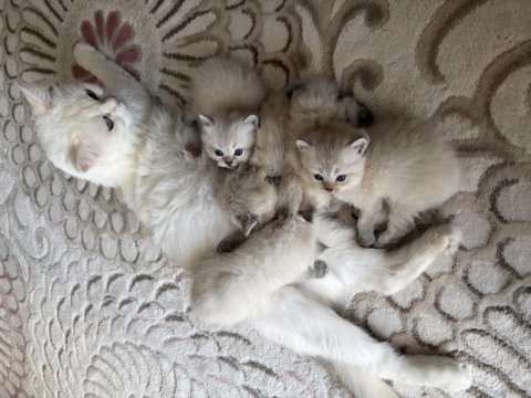 British ve scottish shorthair longhair yavrular