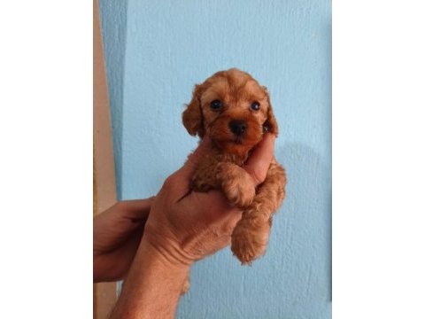 Toy poodle yavrular ırk sağlık garantili