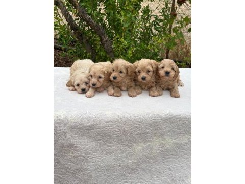 Aşılı orjinal maltipoo