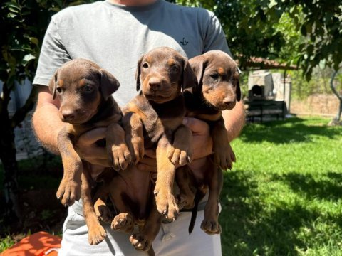 Sağlıklı orjinal doberman