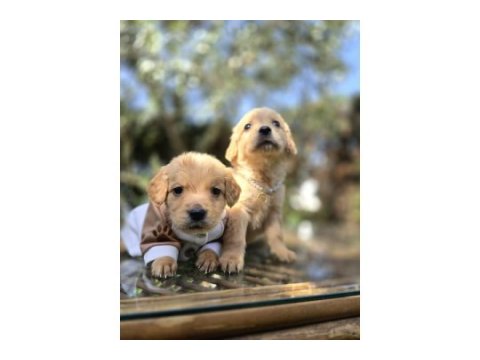 Golden retriever 2 aylık yavru