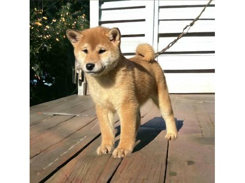 Shiba inu yavrular