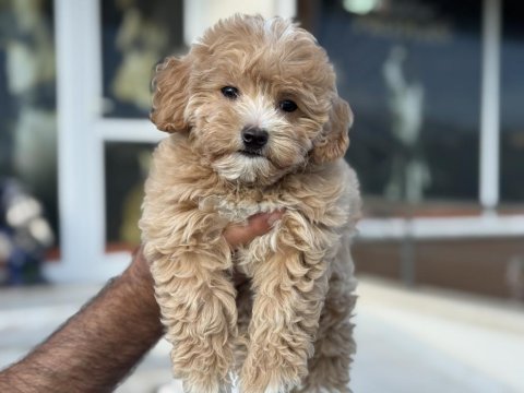 Ankarada ziyarete açık maltipoo yavrularımız