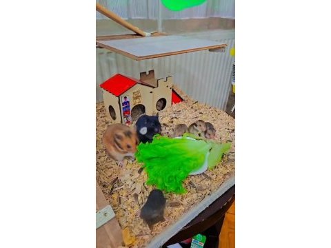 Yavru hamster