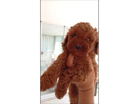 Toy poodle yavrumuz ırk ve sağlık garantili