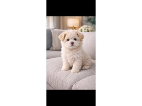 Maltese terrier erkek