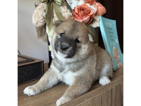 Shiba ınu yavrular ailesini bekliyor