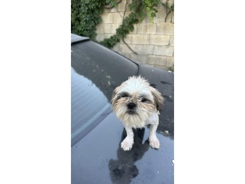 Safkan dişi shih tzu