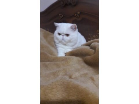 Şampiyonlar şampiyonu exotic shorthair nikolas
